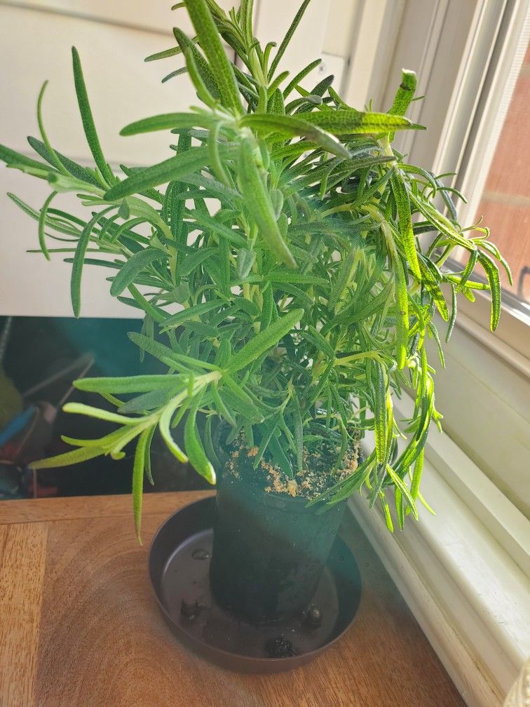 Rosemary Plant