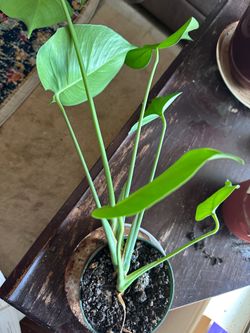 Healthy Monstera Deliciosa (Swiss Cheese Plant) in Pot