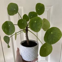 Beautiful Pilea Plant With Pot