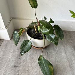 Philodendron 'Imperial Green' 13” Bowl Ceramic Pot