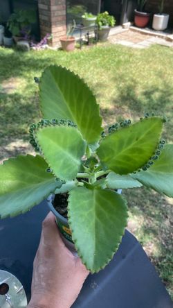 Kalanchoe