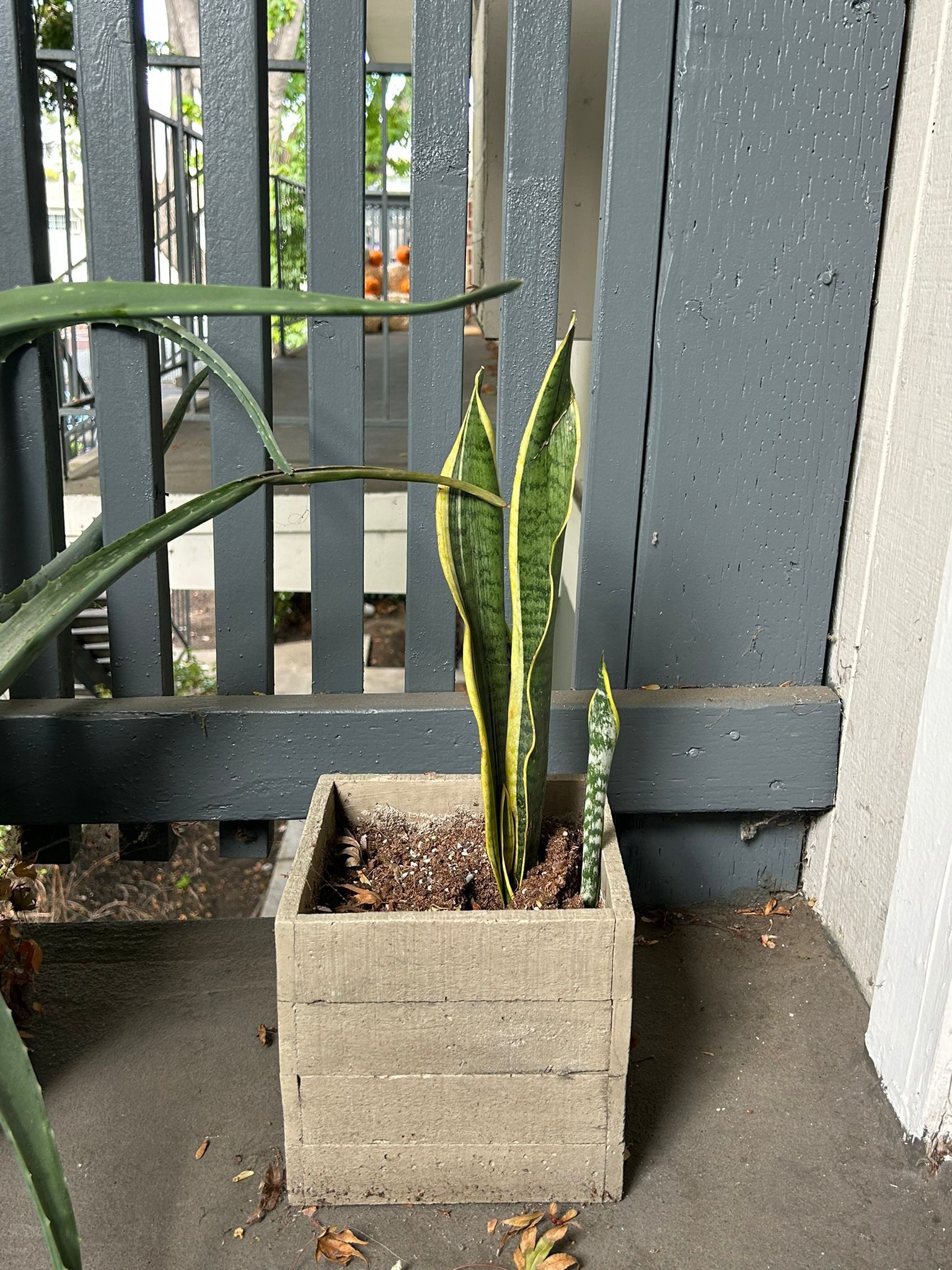 plant