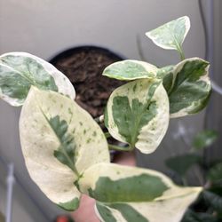 Variegated Pothos 