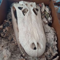 Cabeza De La Lagarto $450 OBO.