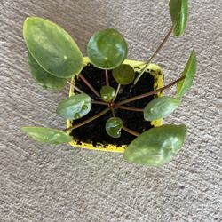 Chinese Money Plant, Pilea Perperomia, UFO Plant 3 In Pot