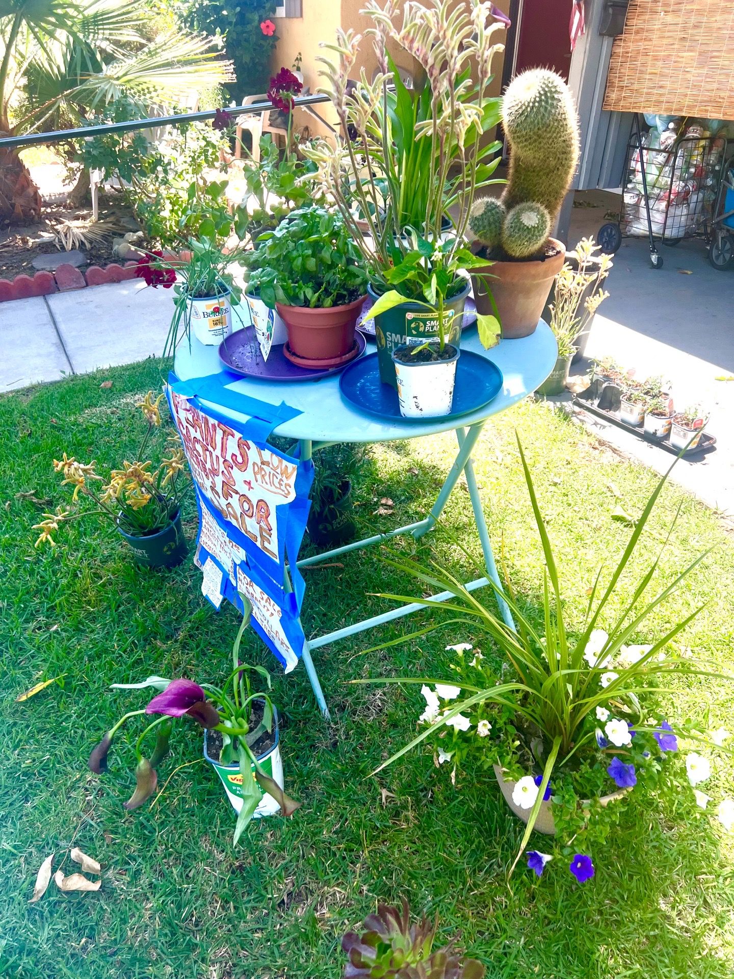 Plants and decor for sale