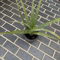 Aloe vera plant
