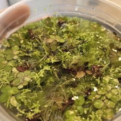 Free Mixed Aquarium Floaters!