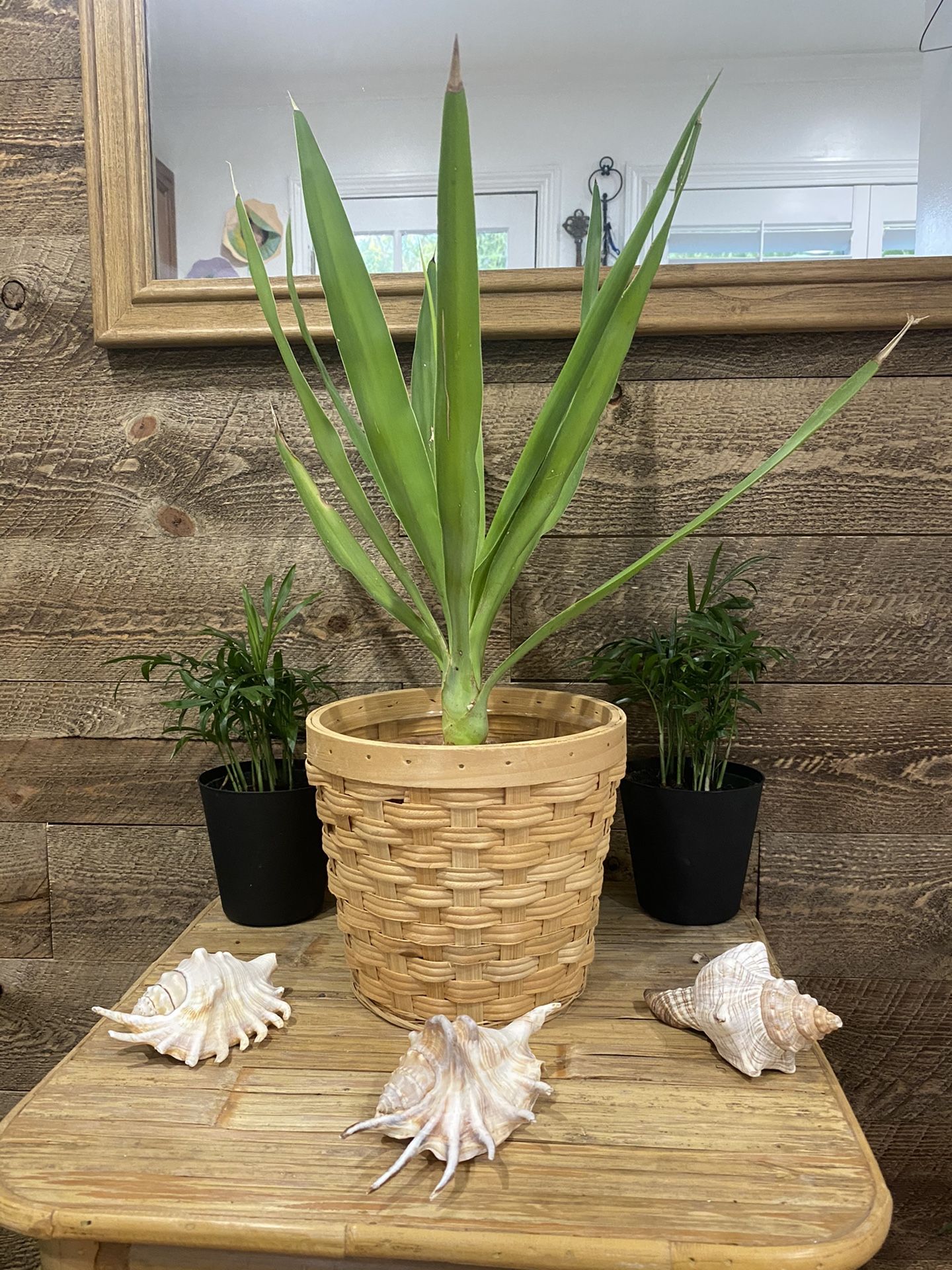 Natural Wicker Basket For Plants With Plastic Liner Braided