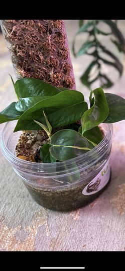 green pothos And philodendron brasil 