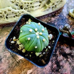 SATURDAY PLANT SUCCULENT SALE STARTS AT 1PM TIL 5PM IN SAN LORENZO