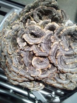 Turkey Tail Mushrooms