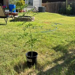 Moringa Plants