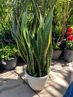 Snake plant