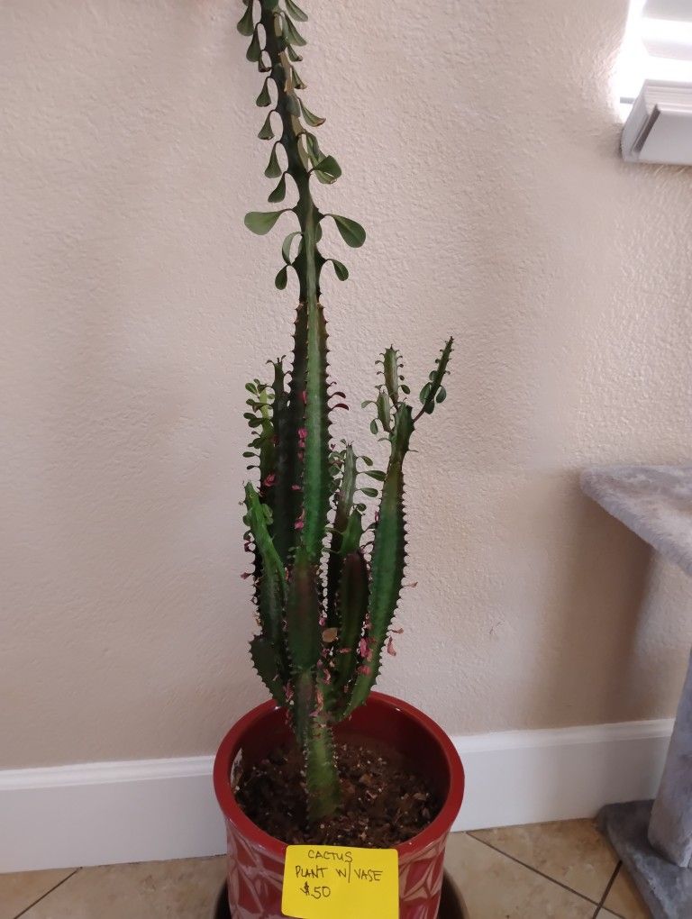 Cactus Serculant Plant With Vase