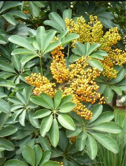 umbrella tree