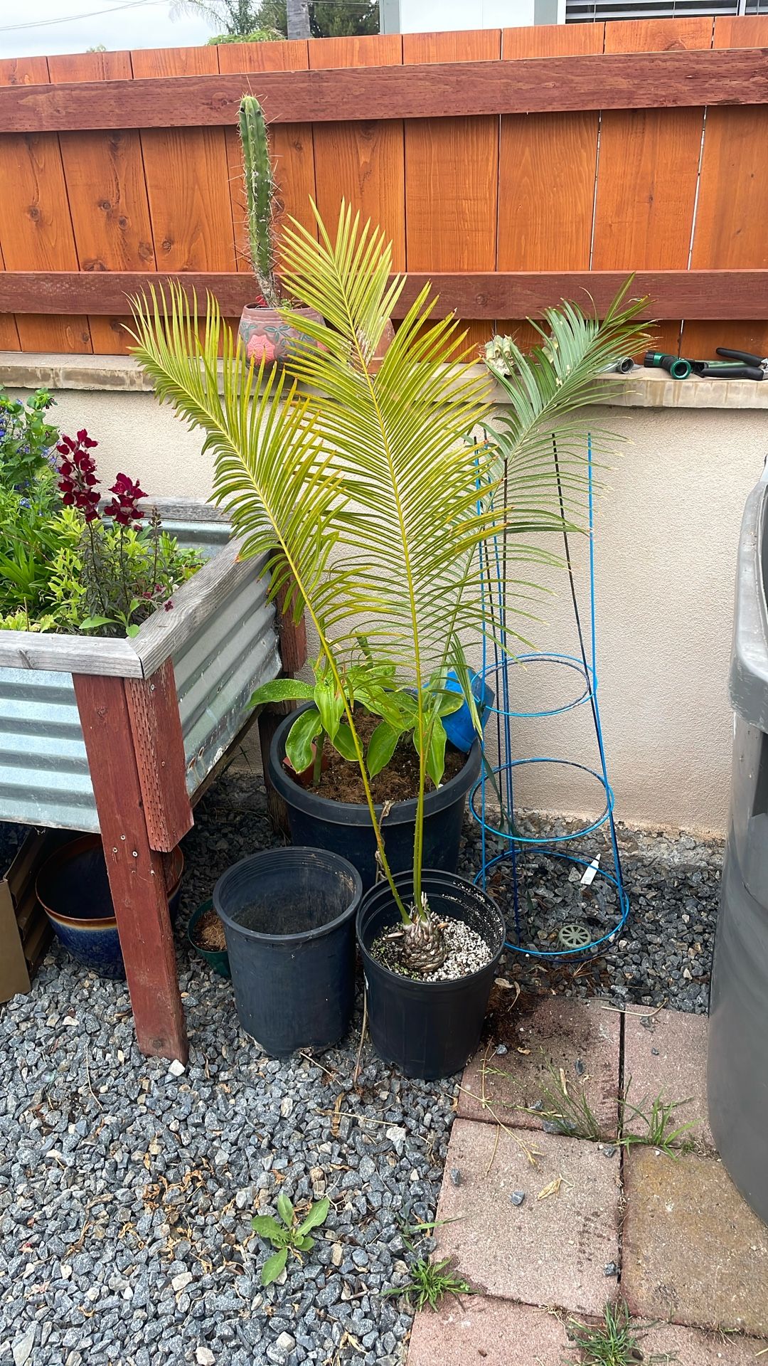 Cycad For Sale Cycas