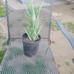 Aloe Plant