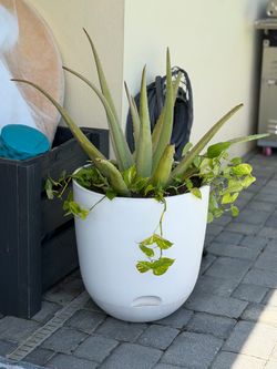 Aloe Vera Plants in Various Sizes and Giant Stem Cuttings for Acemannan