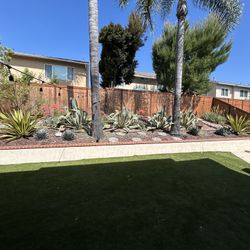 Mature agave Plants. Variegata