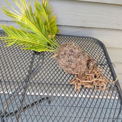 palm tree starter