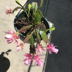 pot cactus Bunny Ear Cactus in Ceramic Pot — Mudfingers main image 1