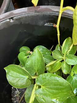Betel Leaves (pann)leaves Plant 