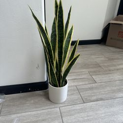 Faux Snake Plant In White Pot 