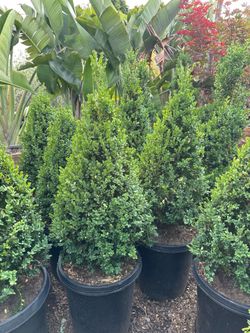 Boxwood cones