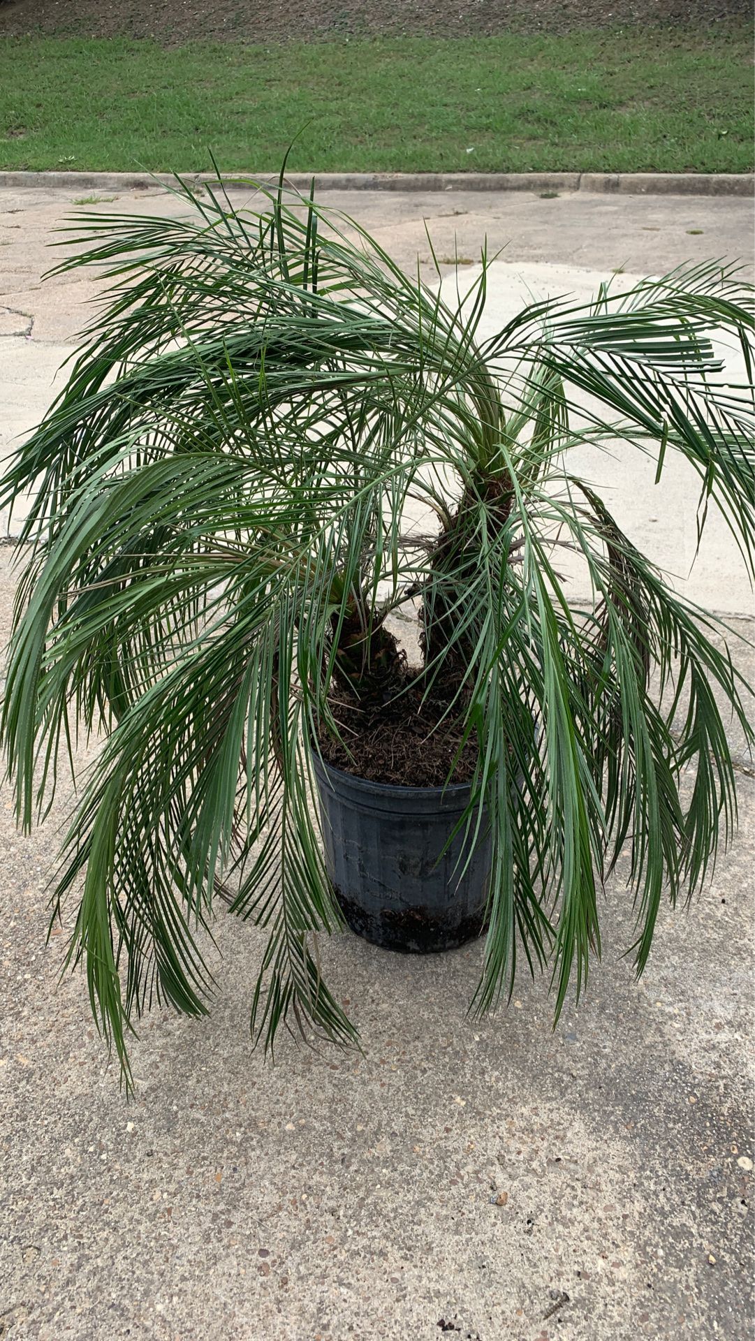 Pygmy date palm