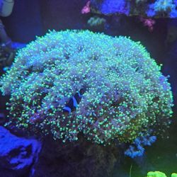 Green Frogspawn Coral Fake.