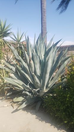 7 ft tall Blue Agave