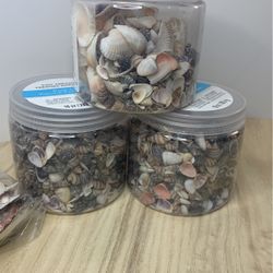 Shells Tiny Treasures Mini Shells And Regular Size Shells