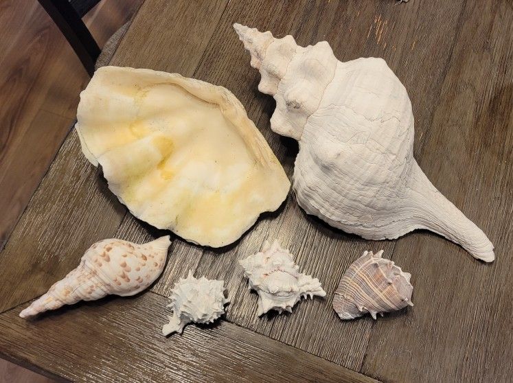 Seashell Set