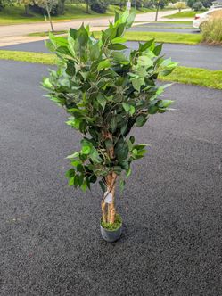 Artificial Ficus Tree in Pot