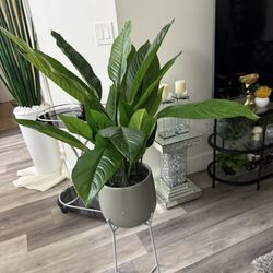 Pretty Artificial Plant With Tall Planter With Stand! New 