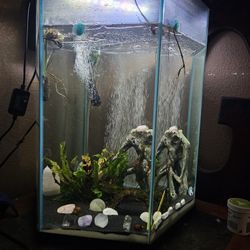 Fish Tank, Hexagon, 20gal