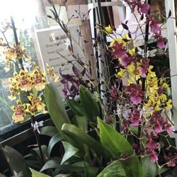 Oncidium Fragrance Orchids, Lan Vu Nu Thom 