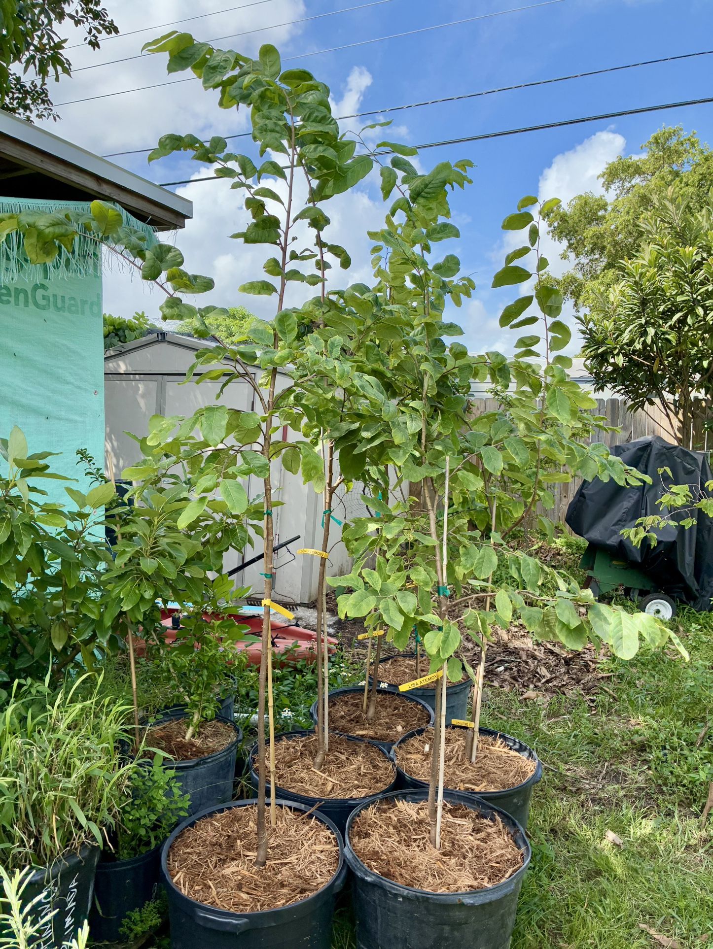 Grafted Lisa Atemoya