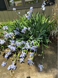 Live plant