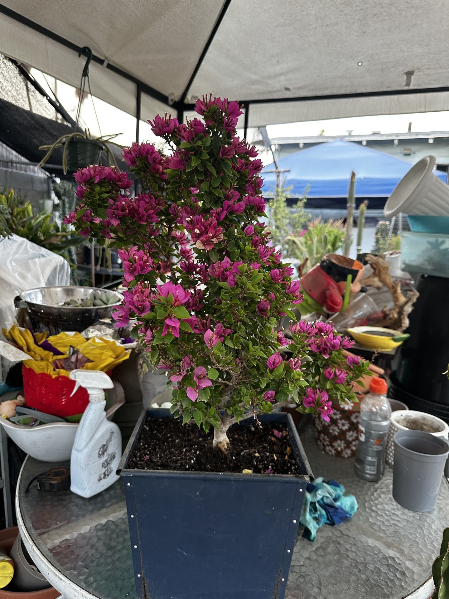 Bougainville Hybrid Torch Glow 