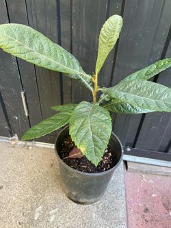 Loquat tree