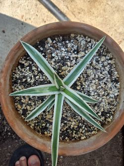 AGAVE WHITE RHINO. ( Rare Plant ).