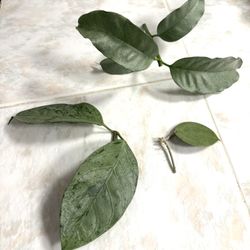 Hoya Silver Cuttings Bundle