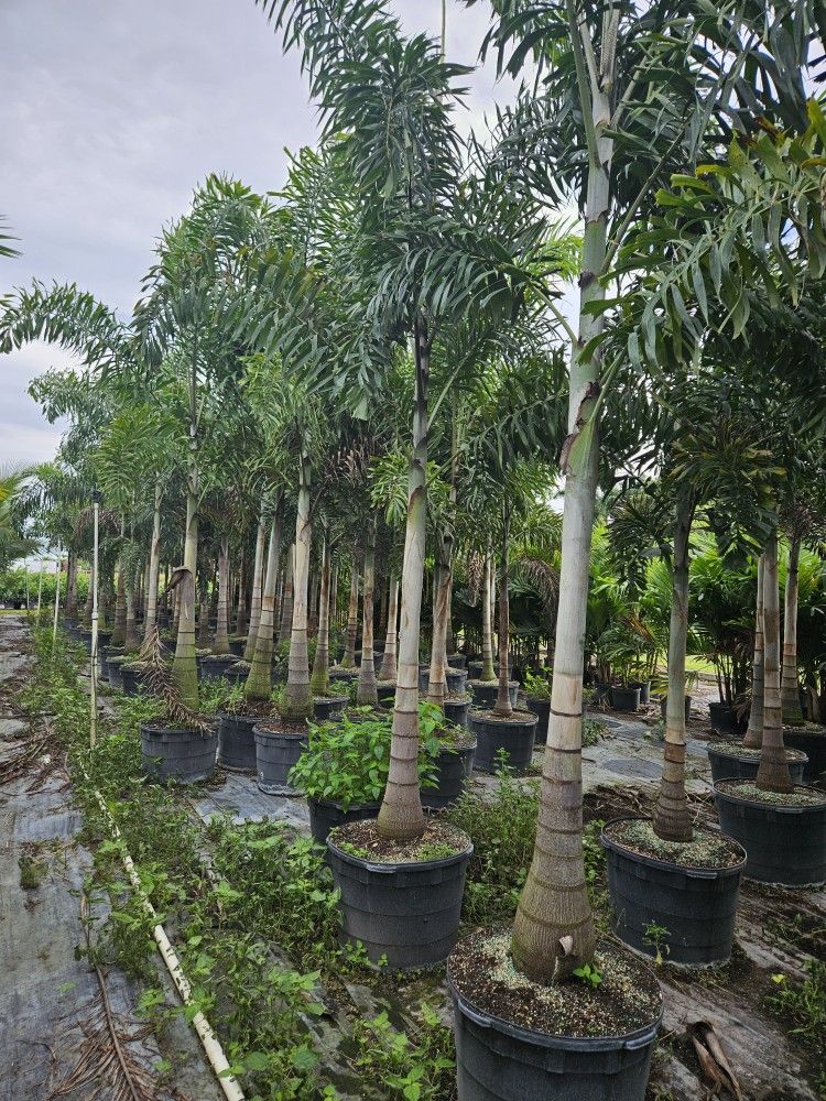 foxtail Palms single trunk over 10 feet tall Instant decoration