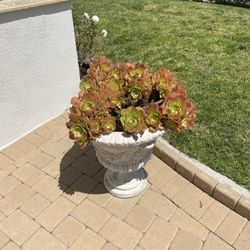 Cast Iron Plant Pot