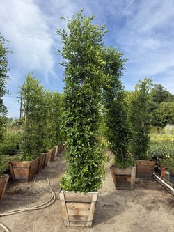 Ficus Nitida 11’-12’ 