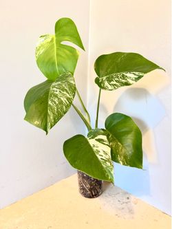 Monstera Albo