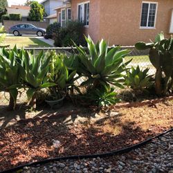 Lovely Succulent Plants