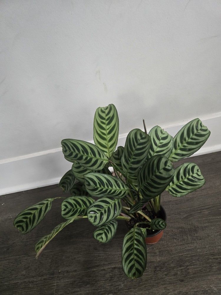 Prayer Plant